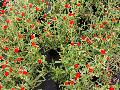 Strawberry Fields Gomphrena / Gomphrena haageana 